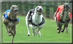 Greyhound Racing Image